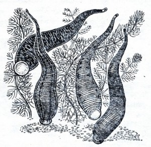 Leeches: Hirudo medicinalis (left), Haemopsis sanguisuga